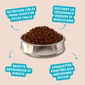 Chiot Petites Races – TAMCAN