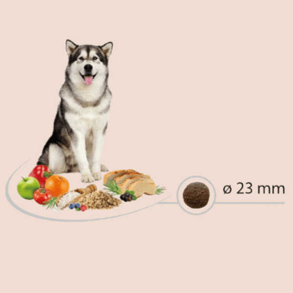 Chiens pour les croquettes adulte maxi chicken rice Carasco Pet Food